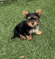 PENNY, a male Yorkshire Terrier for sale in Tampa, FL – Photo 7 of 10