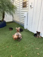 PENNY, a male Yorkshire Terrier for sale in Tampa, FL – Photo 6 of 10