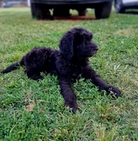 Daisy Mae, a female Goldendoodle for sale in Seymour, TN – 2 of 2