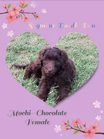 Mochi, a female Goldendoodle for sale in Seymour, TN – 1 of 1