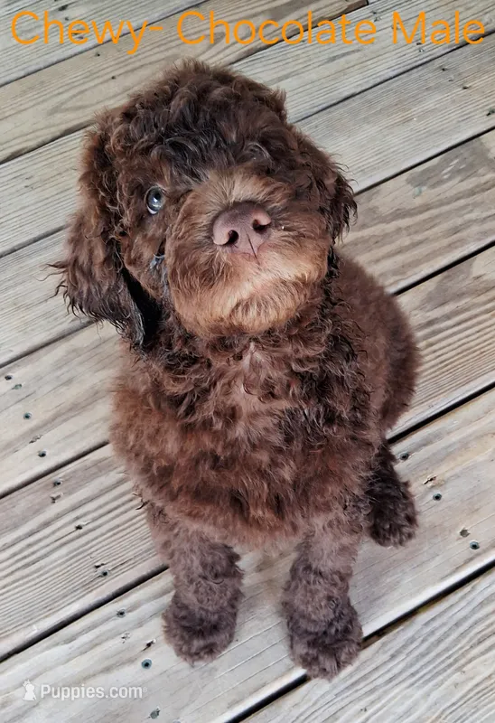 Chewy – Goldendoodle puppy for sale in Seymour, TN