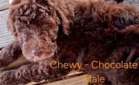 Chewy, a male Goldendoodle for sale in Seymour, TN – 2 of 2