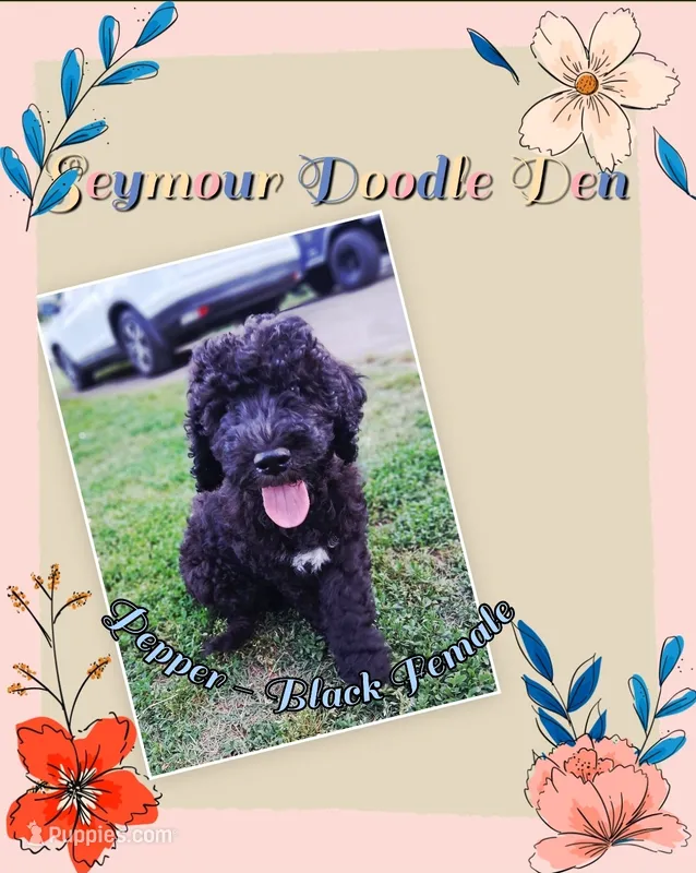 Pepper – Goldendoodle puppy for sale in Seymour, TN
