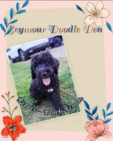 Pepper, a female Goldendoodle for sale in Seymour, TN – 1 of 1