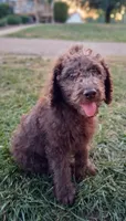 Dora, a female Goldendoodle for sale in Seymour, TN – 2 of 2