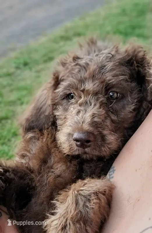 Dora – Goldendoodle puppy for sale in Seymour, TN