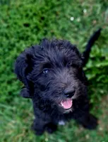 Daisy Mae, a female Goldendoodle for sale in Seymour, TN – 1 of 2