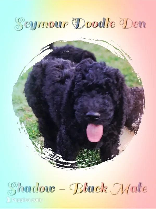 Shadow – Goldendoodle puppy for sale in Seymour, TN