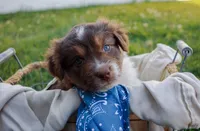 Ruby, a female Australian Shepherd for sale in Rathdrum, ID – 2 of 6
