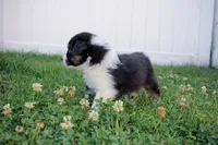 Midnight, a female Australian Shepherd for sale in Rathdrum, ID – 6 of 6