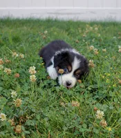 Midnight, a female Australian Shepherd for sale in Rathdrum, ID – 5 of 6