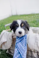 Midnight, a female Australian Shepherd for sale in Rathdrum, ID – 3 of 6