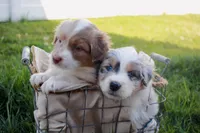 Rose, a female Australian Shepherd for sale in Rathdrum, ID – 5 of 5