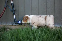 Rose, a female Australian Shepherd for sale in Rathdrum, ID – 3 of 5