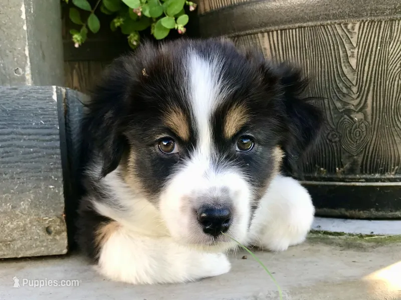 Midnight – Australian Shepherd puppy for sale in Rathdrum, ID