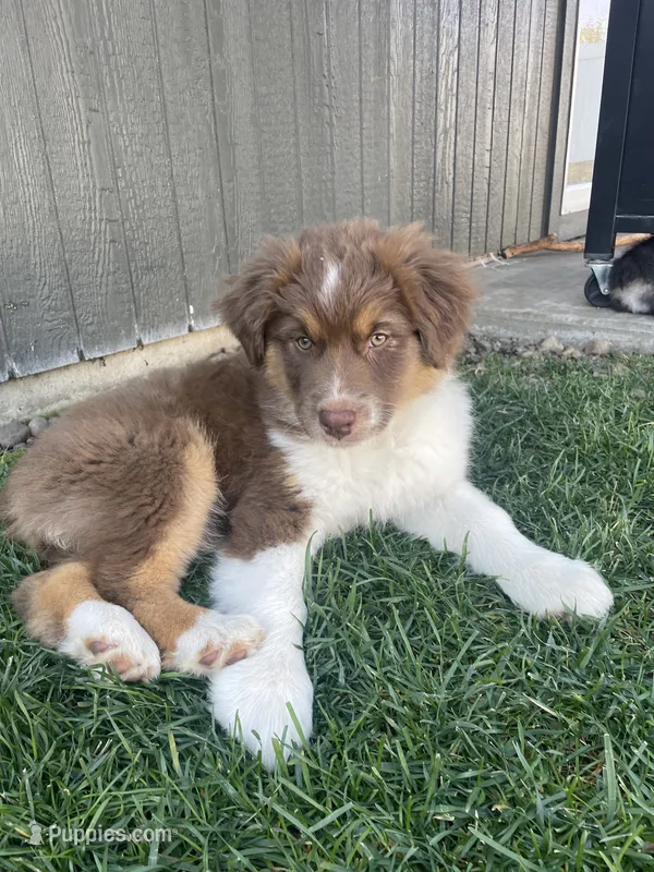 Ruby – Australian Shepherd puppy for sale in Rathdrum, ID