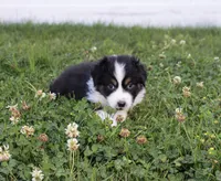 Midnight, a female Australian Shepherd for sale in Rathdrum, ID – 4 of 6