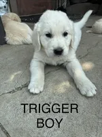 Trigger, a male Goldador for sale in Coeur d'Alene, ID – 1 of 1