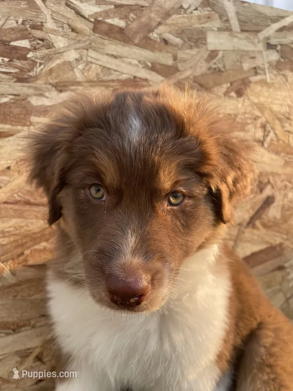 Ruby – Australian Shepherd puppy for sale in Rathdrum, ID