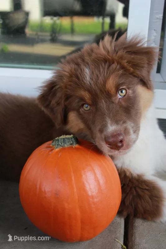 Ruby – Australian Shepherd puppy for sale in Rathdrum, ID