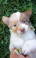 Rose, a female Australian Shepherd for sale in Rathdrum, ID – 2 of 5