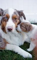 Rose, a female Australian Shepherd for sale in Rathdrum, ID – 4 of 5