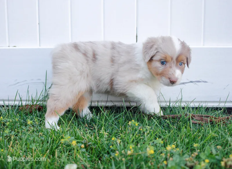 Rose – Australian Shepherd puppy for sale in Rathdrum, ID