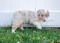 Rose, a female Australian Shepherd for sale in Rathdrum, ID – 1 of 5