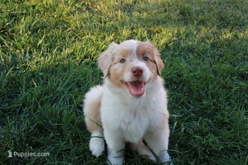 Rose – Australian Shepherd puppy for sale in Rathdrum, ID