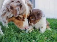 Ruby, a female Australian Shepherd for sale in Rathdrum, ID – 4 of 6
