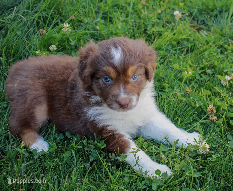 Ruby – Australian Shepherd puppy for sale in Rathdrum, ID