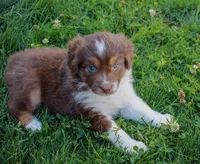 Ruby, a female Australian Shepherd for sale in Rathdrum, ID – 1 of 6