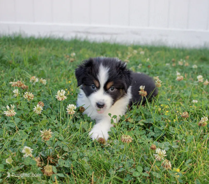 Midnight – Australian Shepherd puppy for sale in Rathdrum, ID
