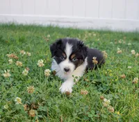 Midnight, a female Australian Shepherd for sale in Rathdrum, ID – 1 of 6