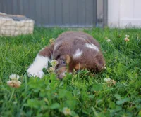 Ruby, a female Australian Shepherd for sale in Rathdrum, ID – 5 of 6