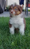 Ruby, a female Australian Shepherd for sale in Rathdrum, ID – 6 of 6