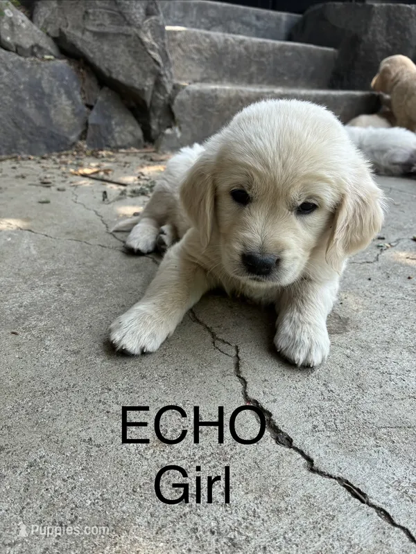 Echo – Goldador puppy for sale in Coeur d'Alene, ID