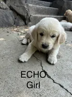 Echo, a female Goldador for sale in Coeur d'Alene, ID – 1 of 1