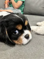 Mable, a female Cavalier King Charles Spaniel for sale in Birmingham, AL – 6 of 10