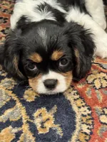 Mable, a female Cavalier King Charles Spaniel for sale in Birmingham, AL – 1 of 10