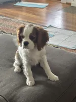 Luella, a female Cavalier King Charles Spaniel for sale in Birmingham, AL – 2 of 6