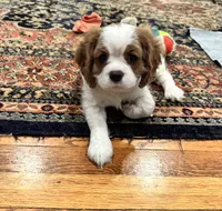 Luella, a female Cavalier King Charles Spaniel for sale in Birmingham, AL – 3 of 6