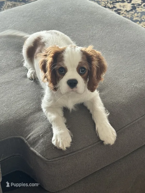 Luella – Cavalier King Charles Spaniel puppy for sale in Birmingham, AL