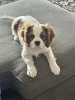 Luella, a female Cavalier King Charles Spaniel for sale in Birmingham, AL – 1 of 6