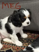 Meg, a female Cavalier King Charles Spaniel for sale in Birmingham, AL – 3 of 7