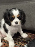 Meg, a female Cavalier King Charles Spaniel for sale in Birmingham, AL – 1 of 7