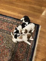Mable, a female Cavalier King Charles Spaniel for sale in Birmingham, AL – 10 of 10