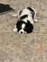 Meg, a female Cavalier King Charles Spaniel for sale in Birmingham, AL – 4 of 7