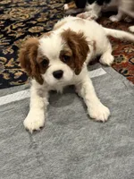 Luella, a female Cavalier King Charles Spaniel for sale in Birmingham, AL – 4 of 6