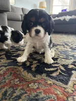 Mable, a female Cavalier King Charles Spaniel for sale in Birmingham, AL – 8 of 10